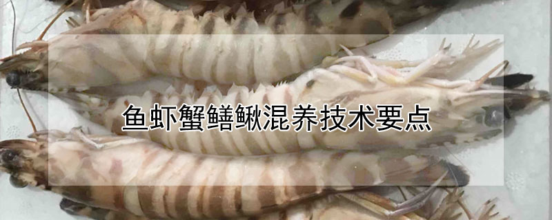 魚蝦蟹鱔鰍混養技術要點