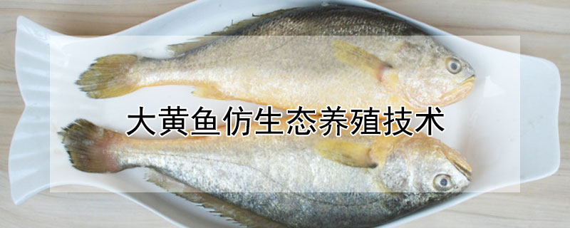 大黃魚仿生態(tài)養(yǎng)殖技術(shù)