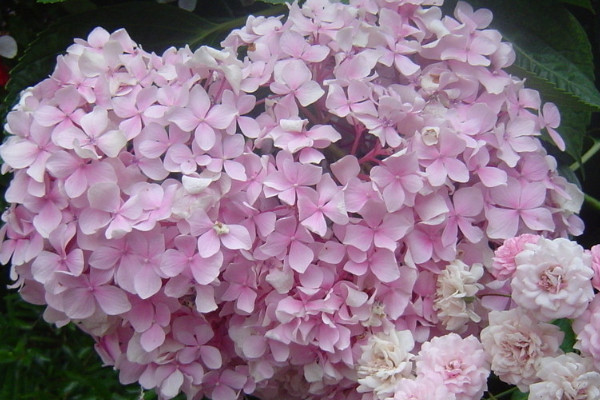 繡球花又叫什么花