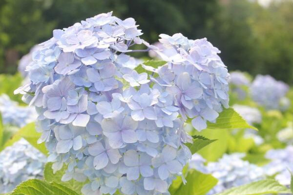 繡球花又叫什么花