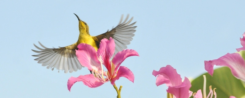 紫荊花花語