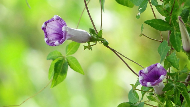 牽牛花不開花的原因