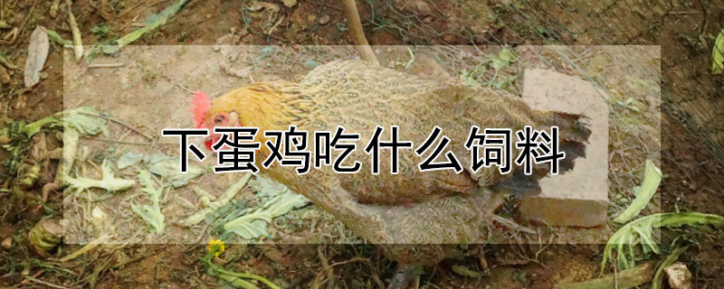 下蛋雞吃什么飼料