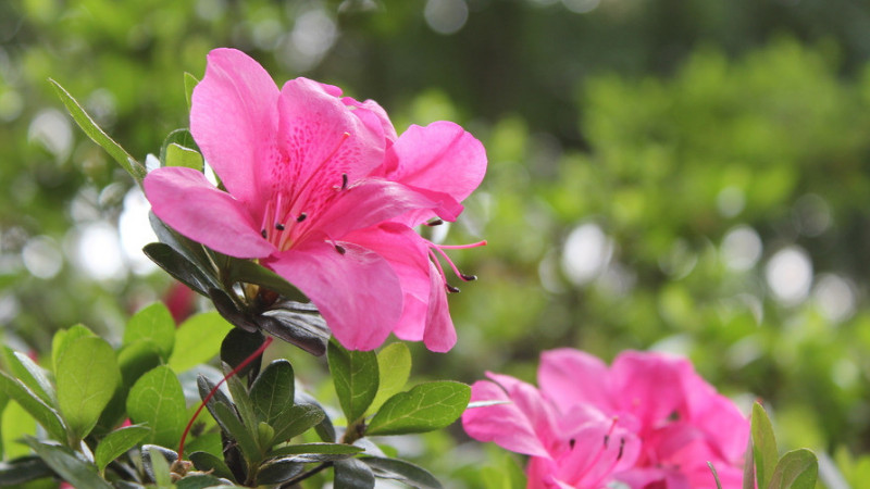 杜鵑花花期的養護