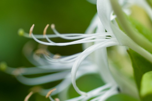 金銀花春季怎樣抹芽