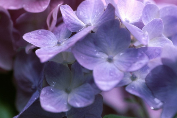 繡球花葉子發黃是怎么回事