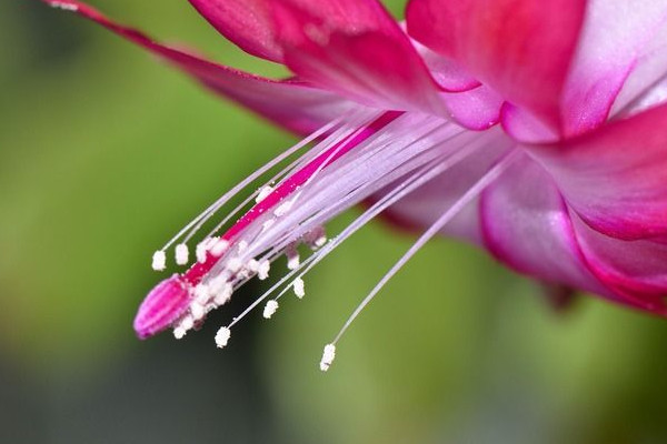 蟹爪蘭怎么養才能開花不斷