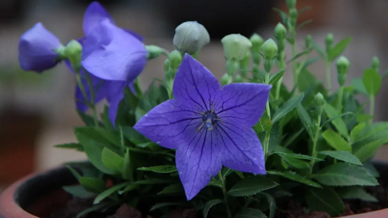 牽牛花發芽了怎么養