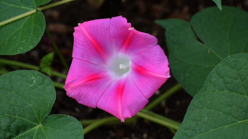 牽牛花為什么叫牽牛花