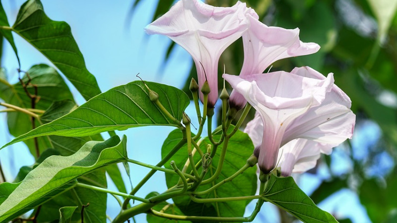 牽牛花種子怎么種