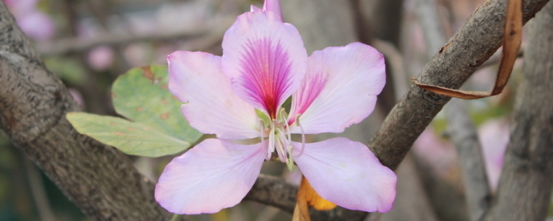 紫荊花葉子可以吃嗎