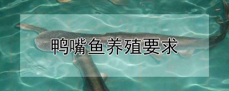 鴨嘴魚養(yǎng)殖要求