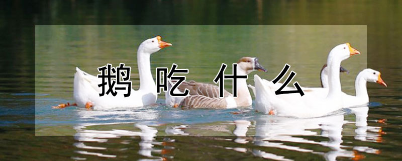 鵝吃什么