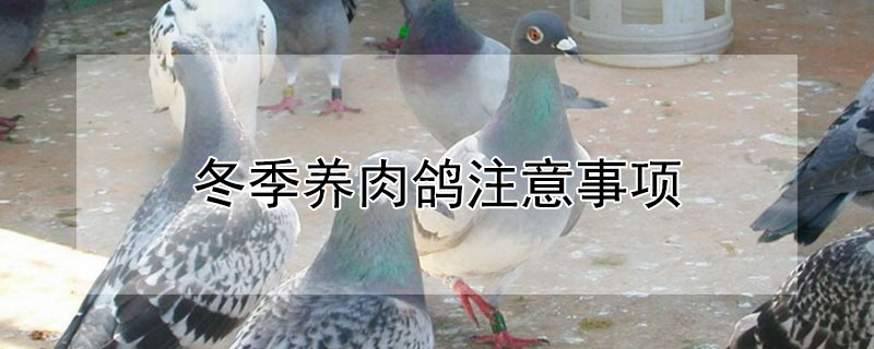 冬季養(yǎng)肉鴿注意事項