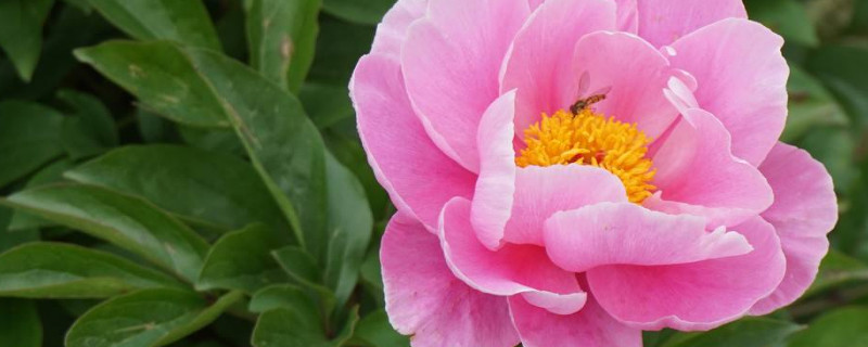 芍藥花春天發(fā)芽施什么肥