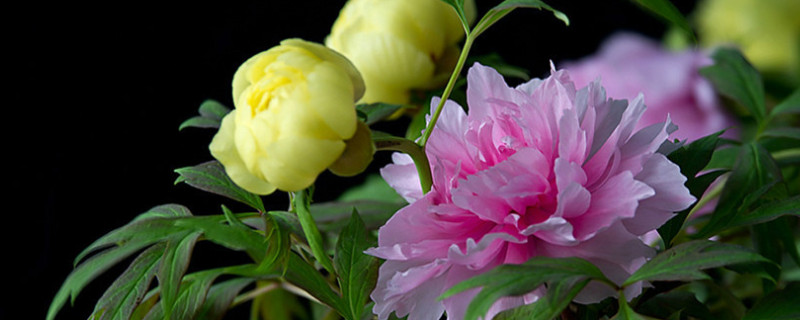 牡丹花春天移栽后能開花嗎