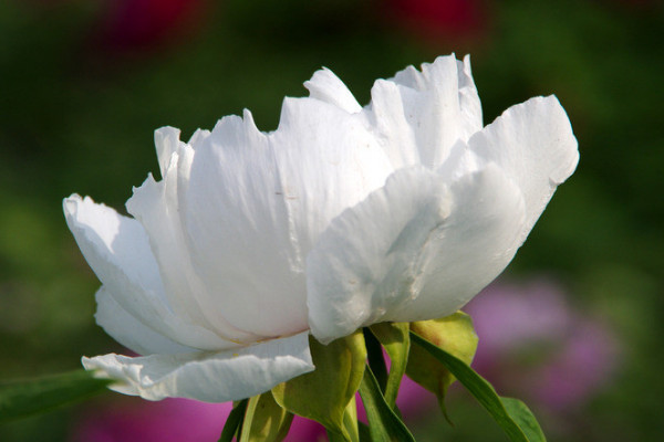 牡丹花春天移栽后能開花嗎