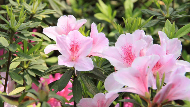 杜鵑花的花期