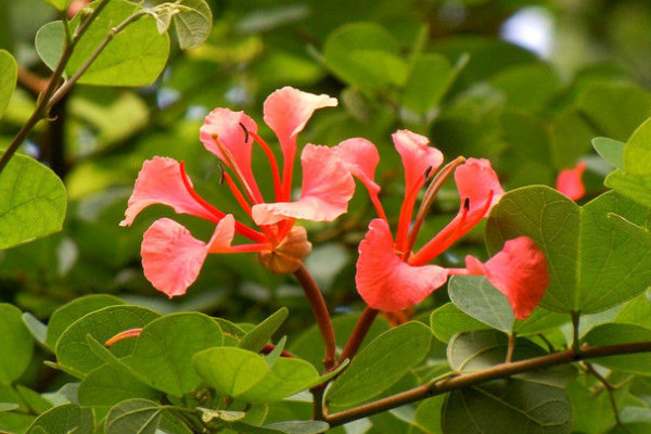 紫荊花夏天落葉怎么辦