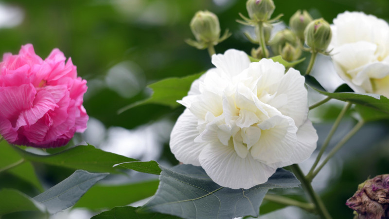 芙蓉花不長是什么原因