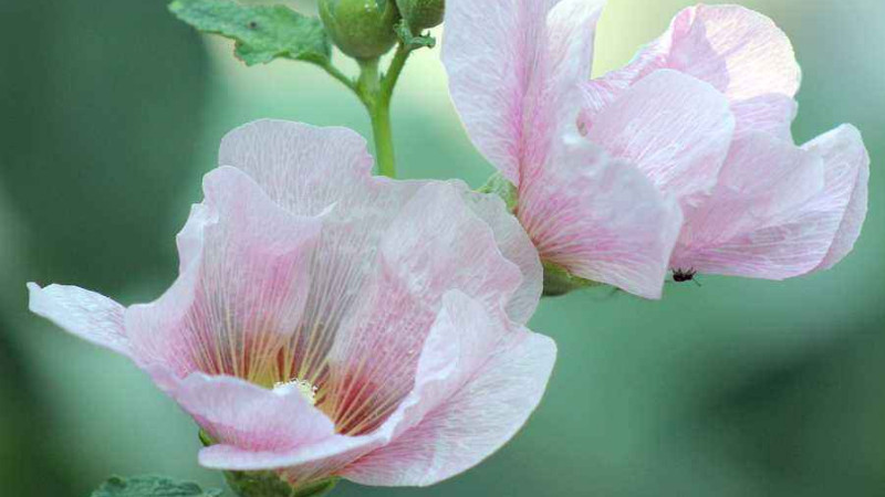 芙蓉花花開好后怎么修剪