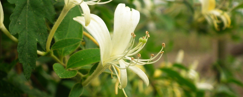 金銀花夏天怎么養