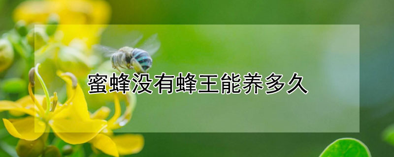 蜜蜂沒有蜂王能養(yǎng)多久