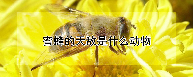 蜜蜂的天敵是什么動物