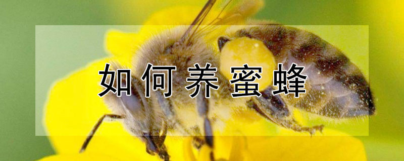 如何養(yǎng)蜜蜂