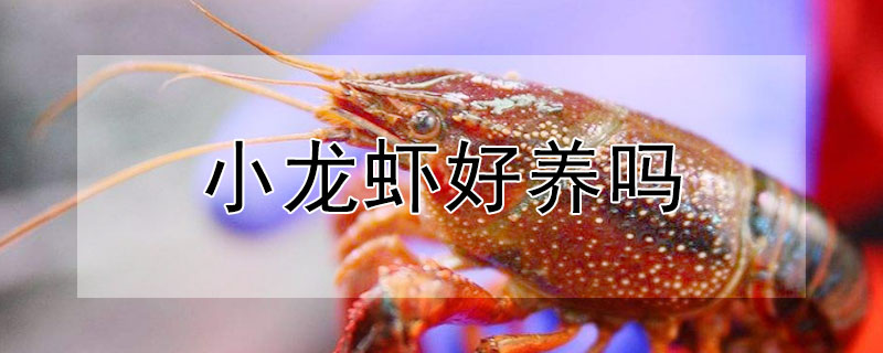 小龍蝦好養(yǎng)嗎