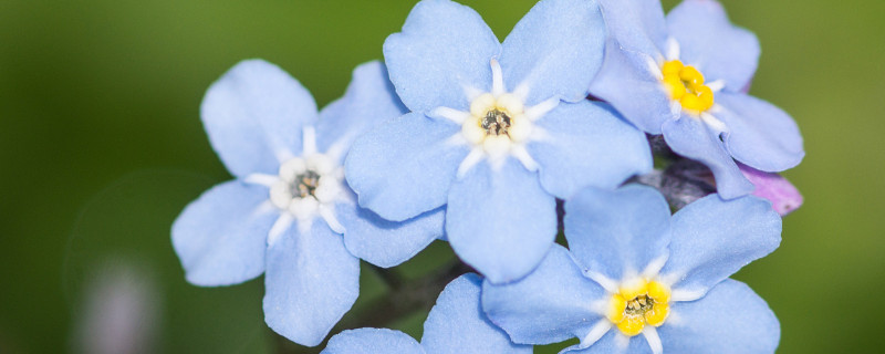 勿忘我種子怎么發芽