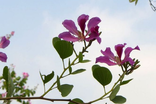 紫荊花樹怎么種