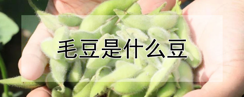 毛豆是什么豆