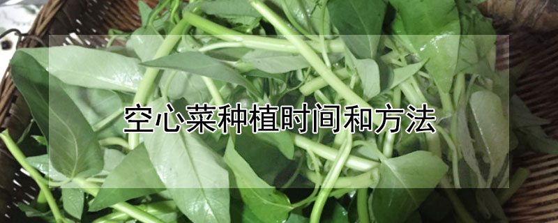 空心菜種植時(shí)間和方法