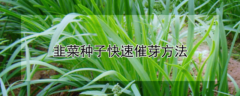 韭菜種子快速催芽方法