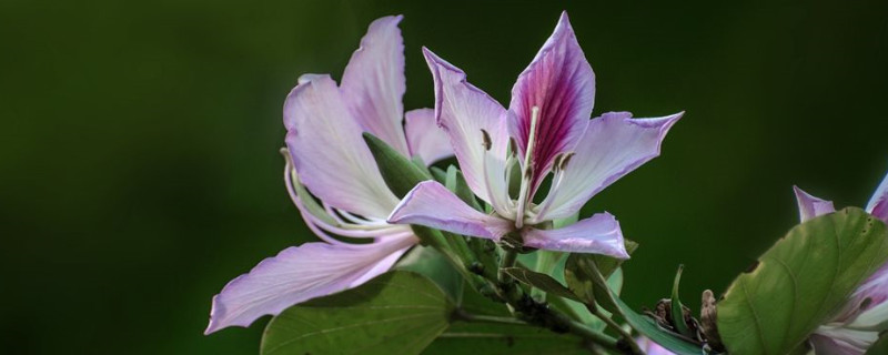 紫荊花怎么澆水