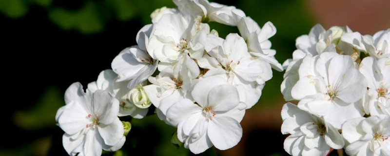 天竺葵什么時(shí)候開(kāi)花