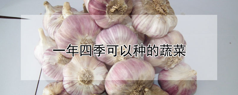 一年四季可以種的蔬菜