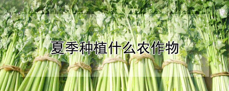 夏季種植什么農(nóng)作物