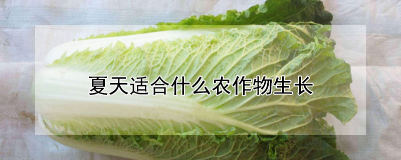 夏天適合什么農作物生長