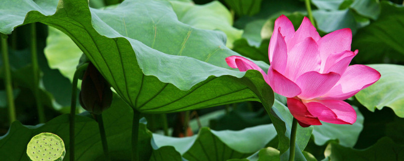 蓮花花語是什么意思