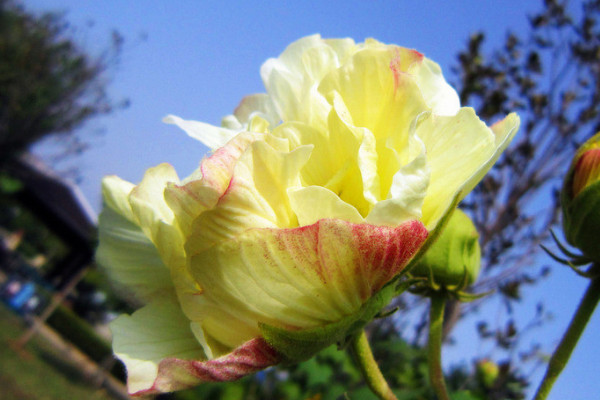 芙蓉花把葉子拿下來栽上能活嗎