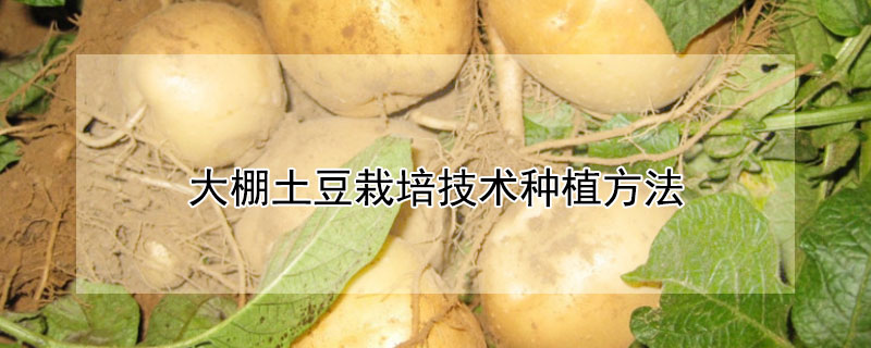 大棚土豆栽培技術(shù)種植方法