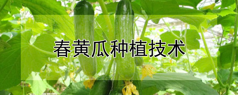 春黃瓜種植技術(shù)