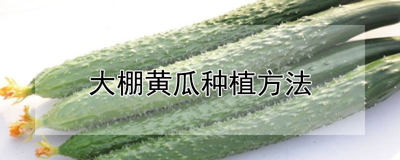 大棚黃瓜種植方法