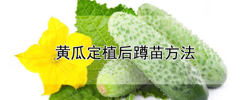 黃瓜定植后蹲苗方法