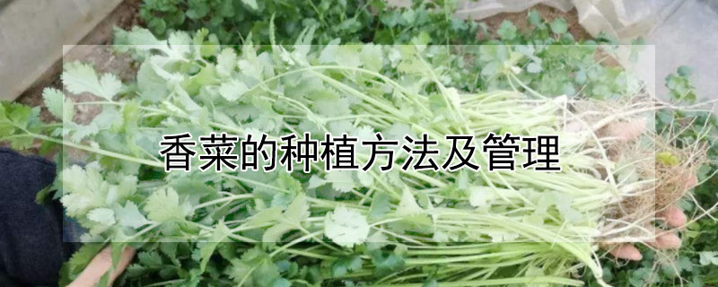 香菜的種植方法及管理