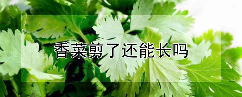 香菜剪了還能長嗎