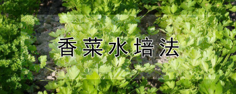 香菜水培法