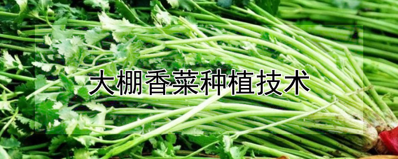 大棚香菜種植技術(shù)